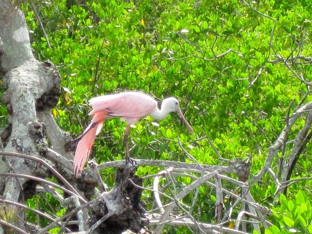 Indian River Lagoon Flats