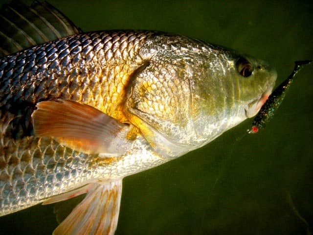 Indian River Lagoon Flats