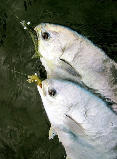 Indian River Lagoon Flats