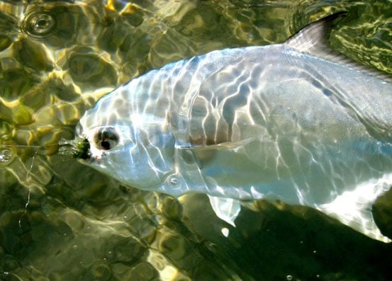 Indian River Lagoon Flats