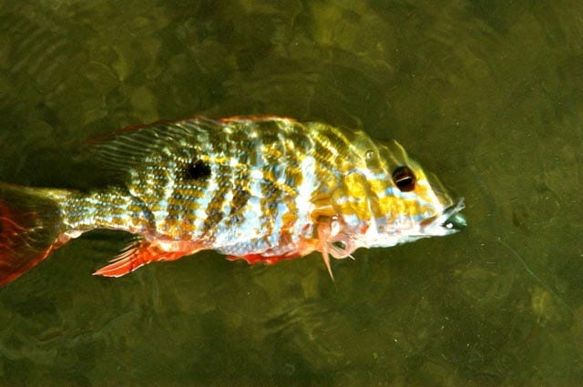 Indian River Lagoon Flats