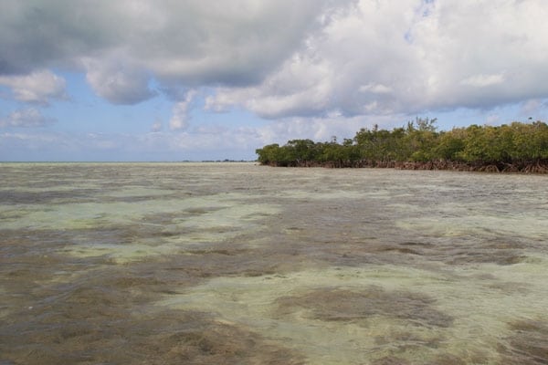 Bimini Bonefishing