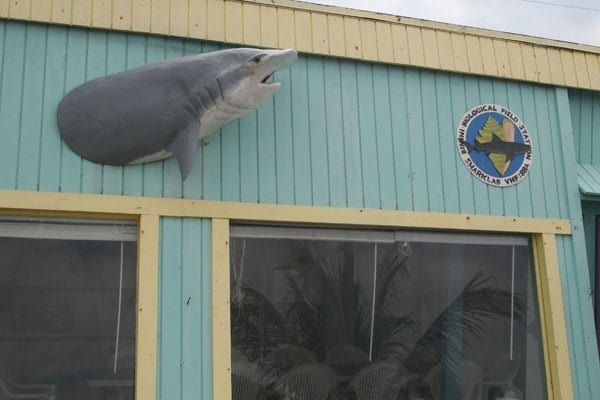 Bimini Bonefishing