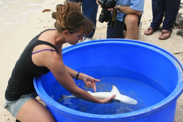 Bimini Bonefishing