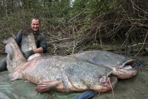 Giant European Catfish