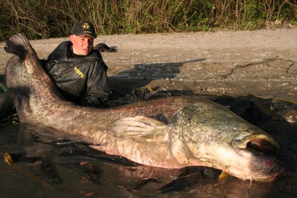 Giant European Catfish