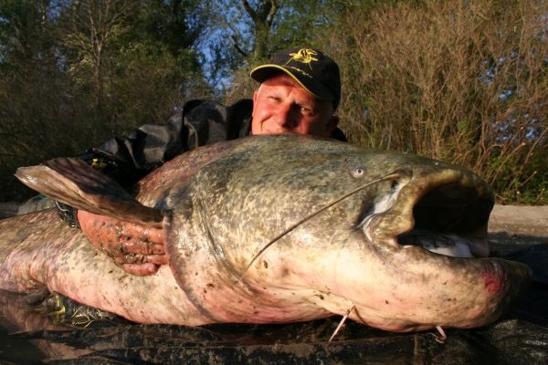 Giant European Catfish