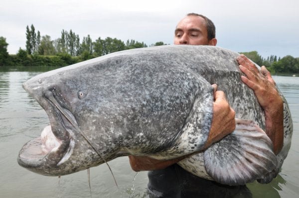 Giant European Catfish