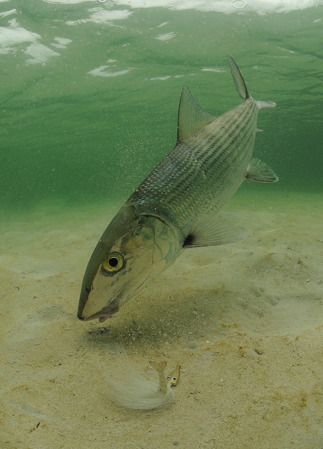 14 - bonefish, 00000000_xx_8339_656b0d0ff4cb38fda365b257fc70a9fa.jpg