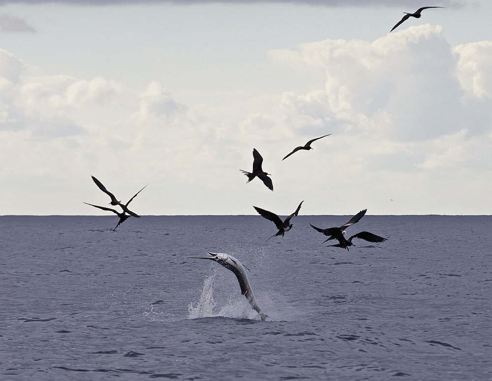 Jumping sailfish and frigate birds
