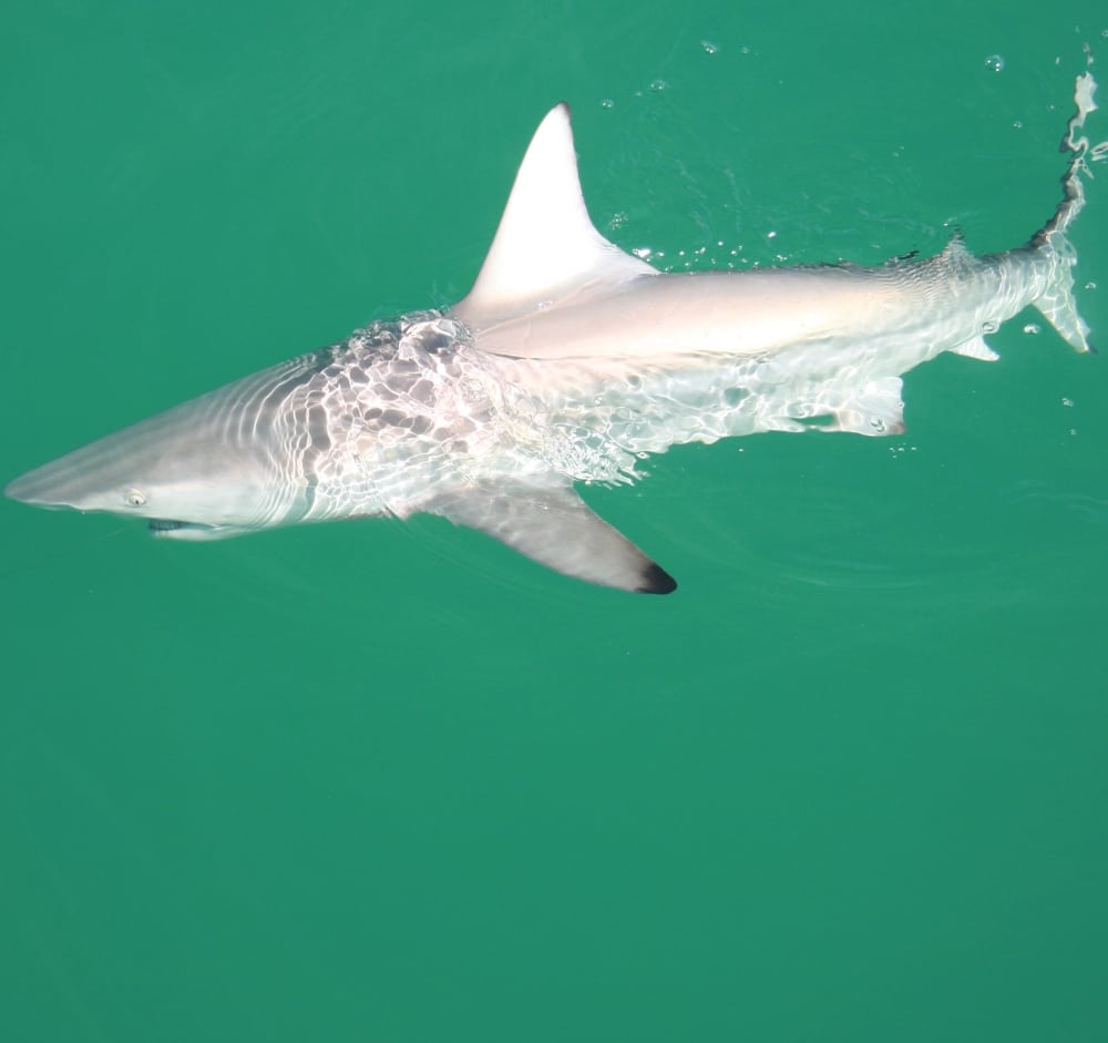 14 doug olander - blacktip.jpg