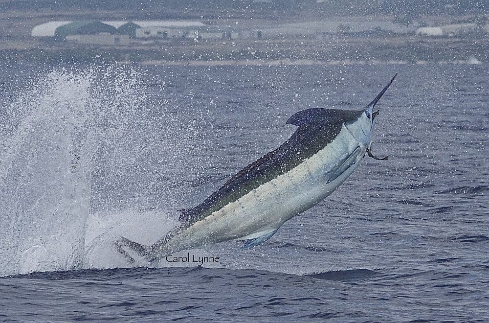 jumping marlin with fishing lure in mouth, Kona, Hawaii
