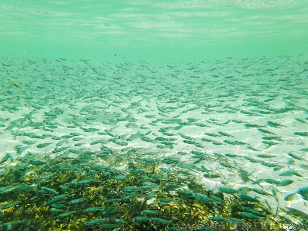 Abacos Bahamas underwater pilchards
