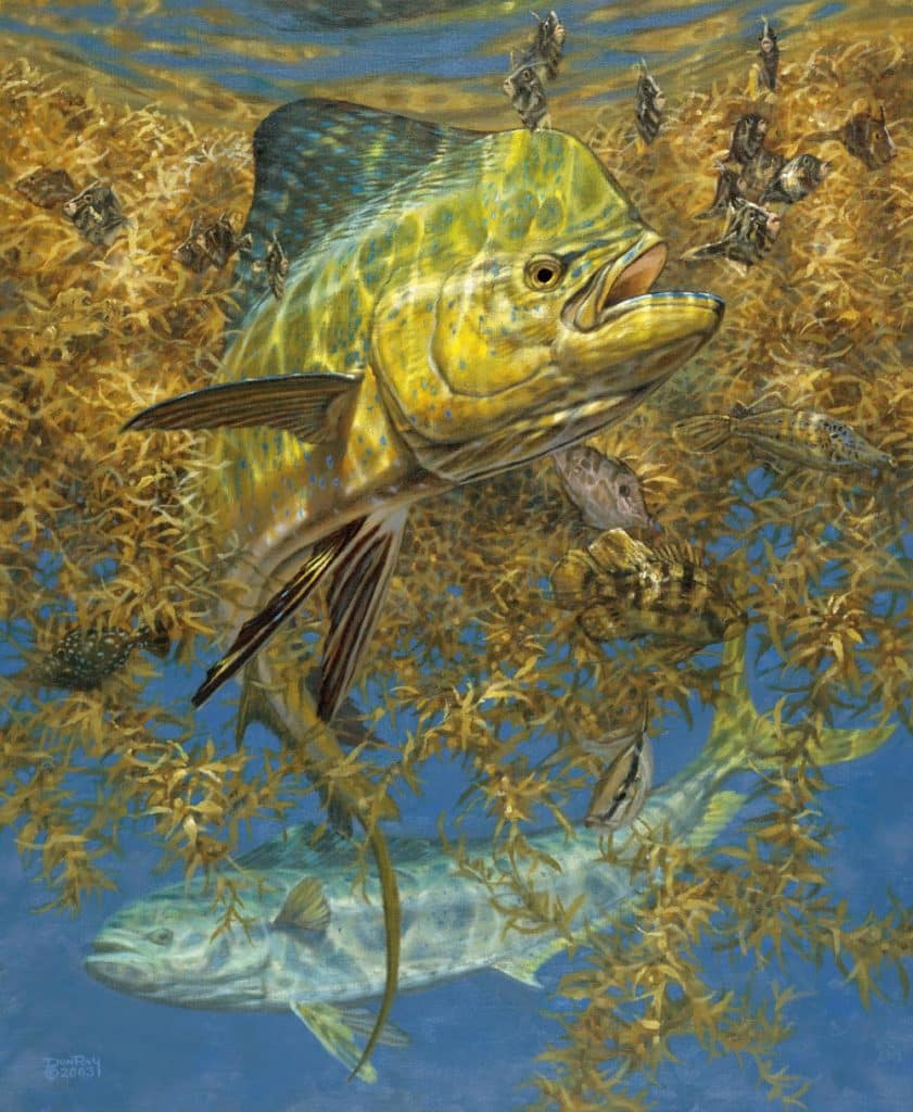 mahi swimming underwater weedline art Don Ray marine fishing artist