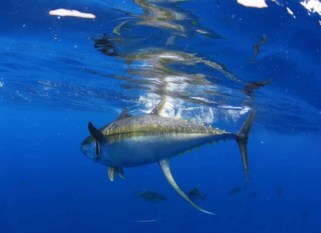 Ascension Island - huge tuna