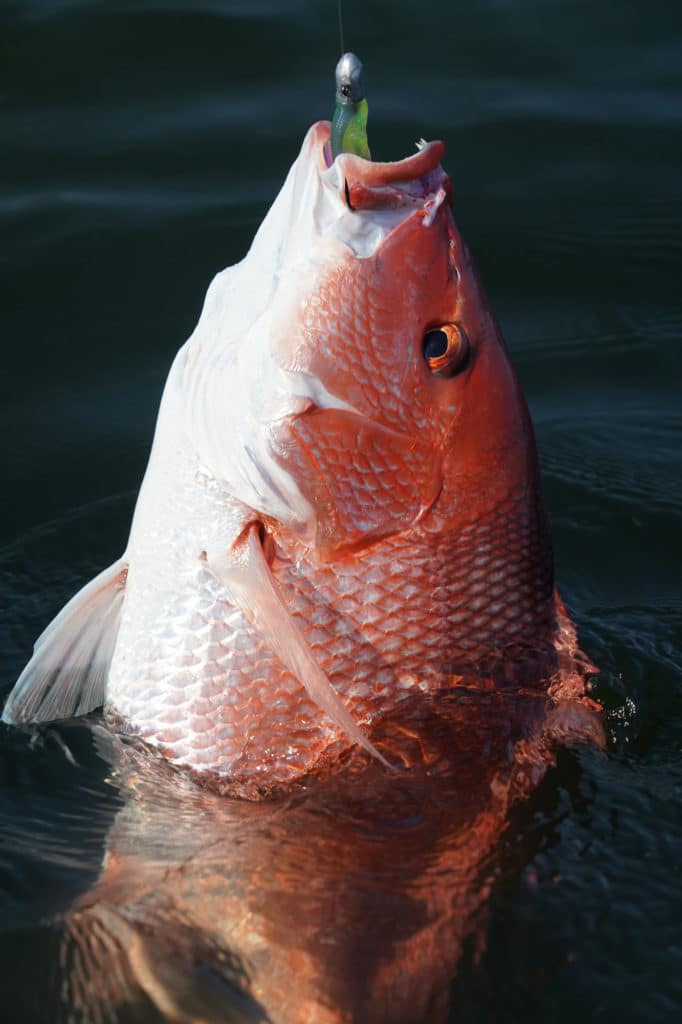 Red snapper caught on a lure