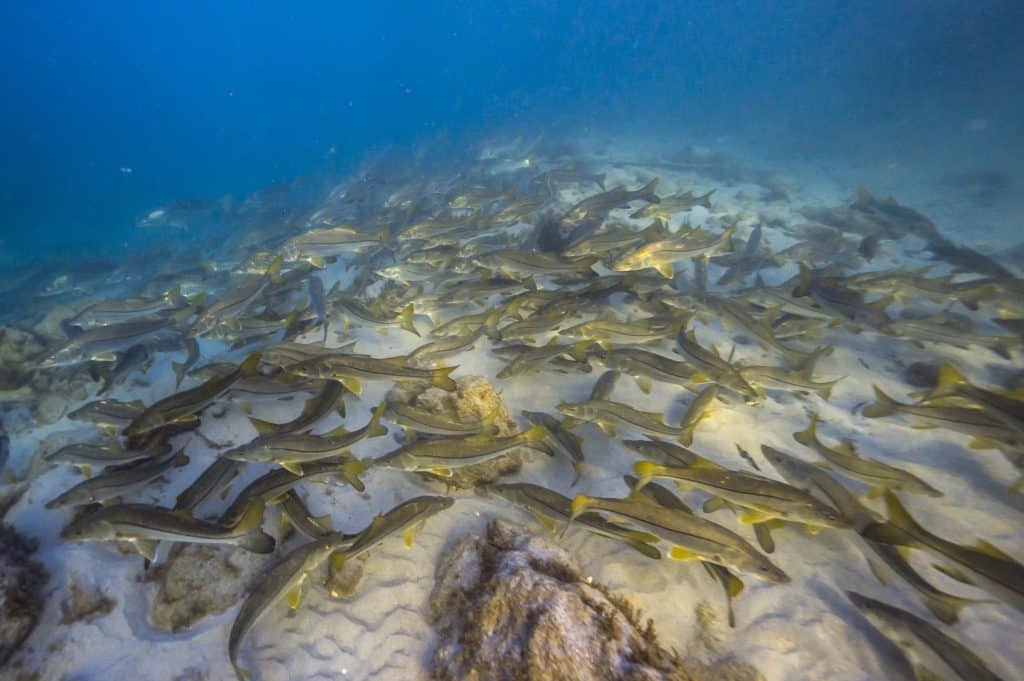 Underwater world of Florida Game Fish -- snook
