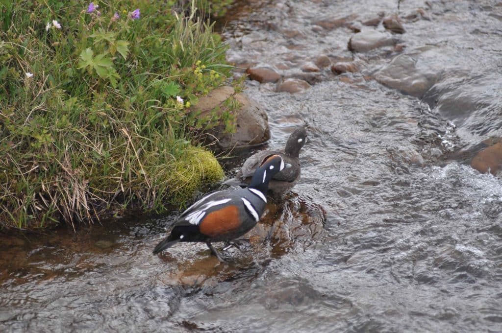 Icelandic Harlequin ducks