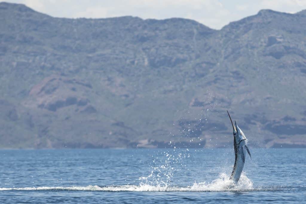 jumping striped marlin caught saltwater kayak fishing Baja's central Sea of Cortez near Loreto