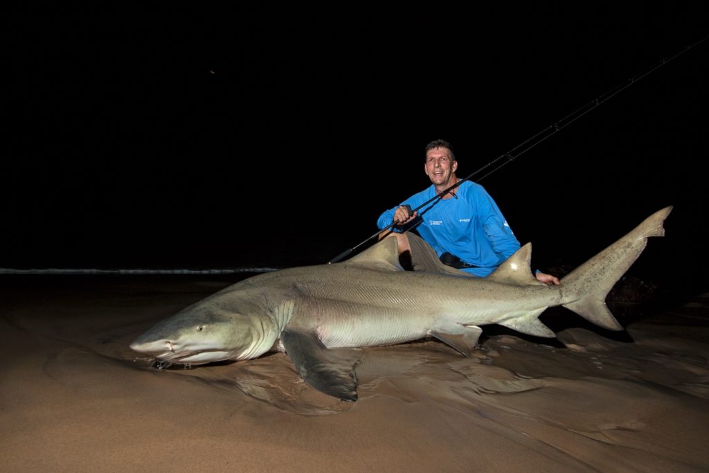 Huge lemon shark off Gabon beach