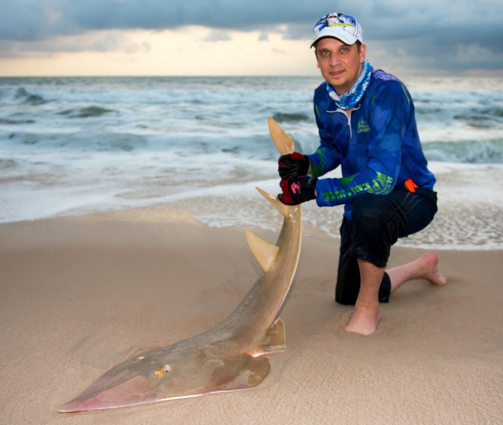 Fishing Gabon on the west African coast - a guitarfish