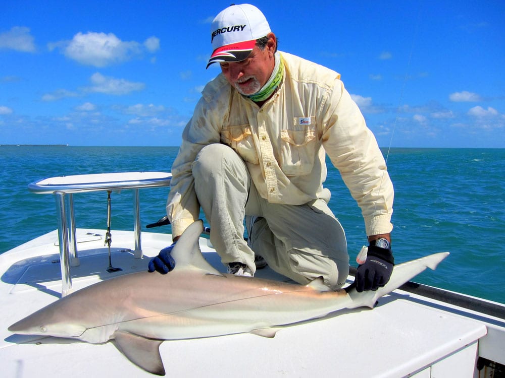 14_goldcoast14biscaynebaysharking.jpg