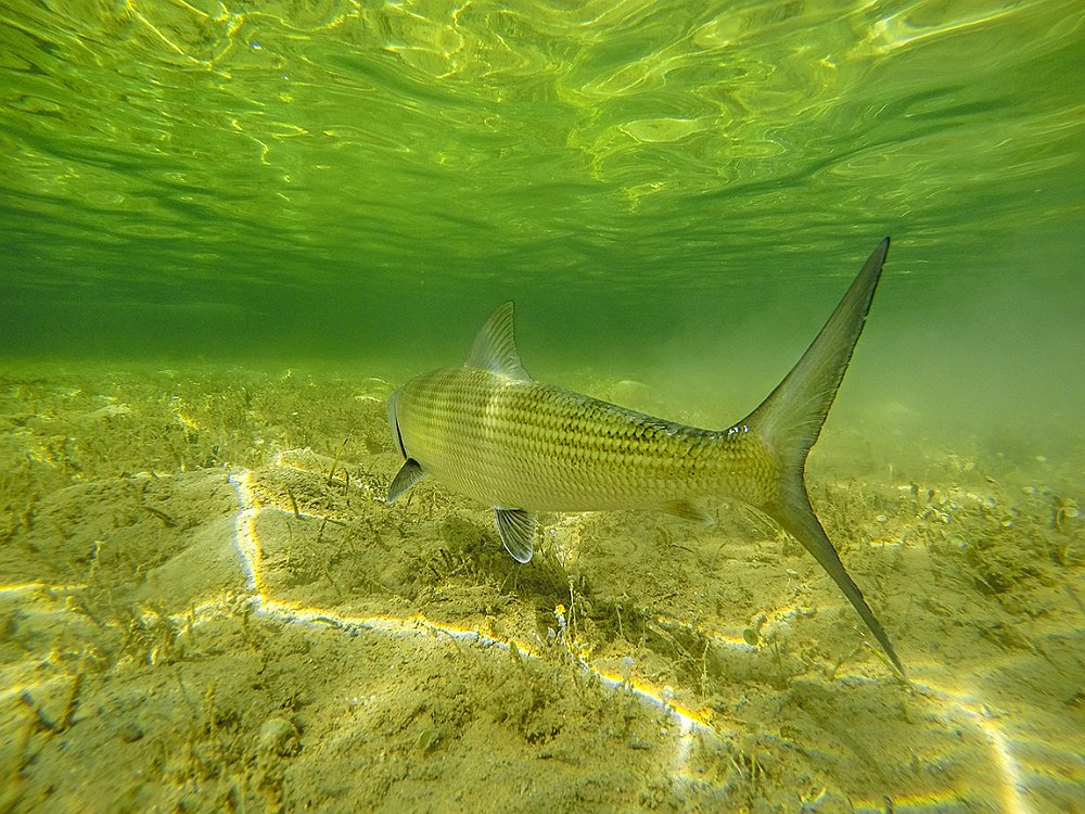 Underwater bonefish swimming flats off Grand Bahama Island