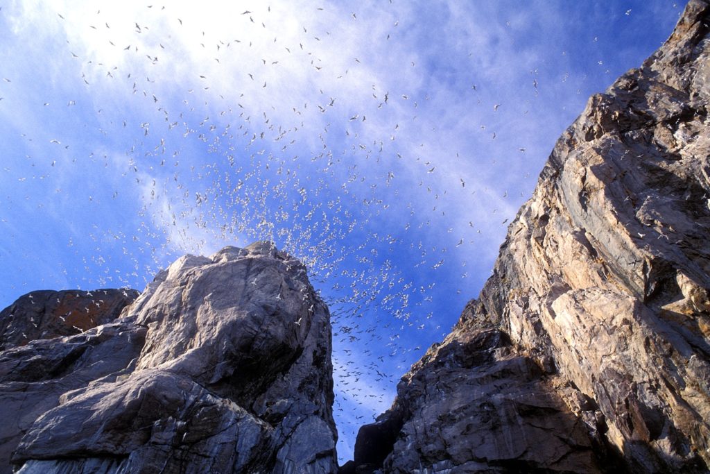 Blacklegged kittiwakes Arctic seabirds