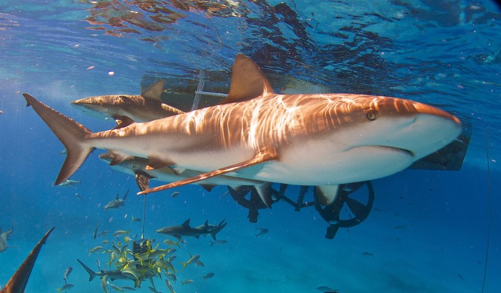 Caribbean reef shark underwater Bahamas
