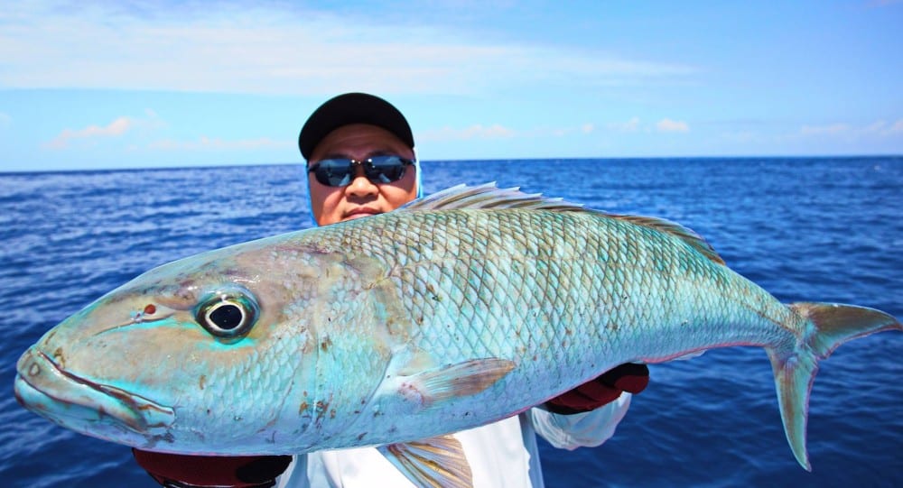 Large green jobfish caught in Indonesia