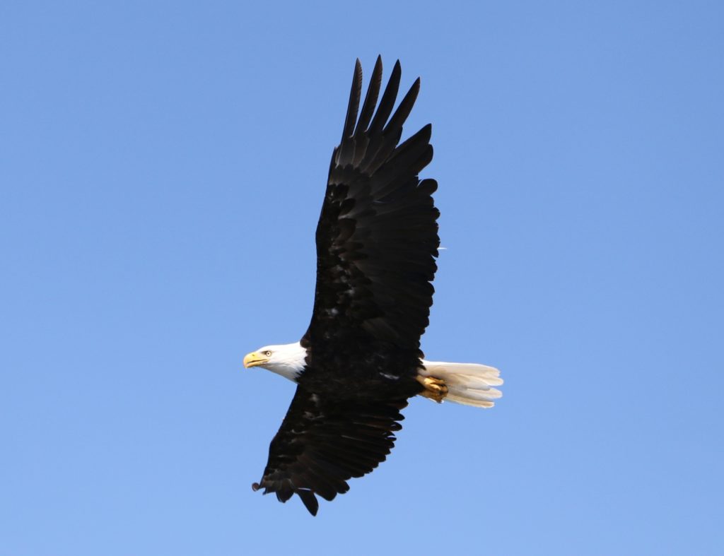 Fishing British Columbia's Spectacular Coast - a bald eagle