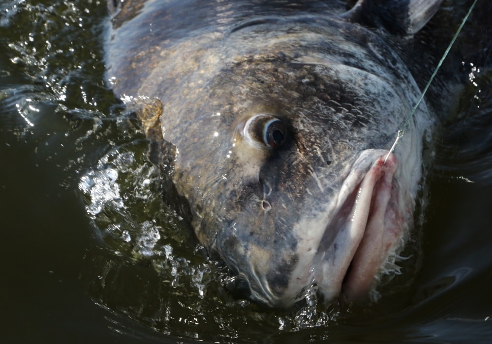 A closeup of a big black drum