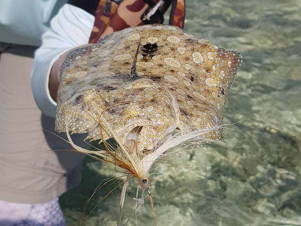 fly fishing flounder anaa atoll