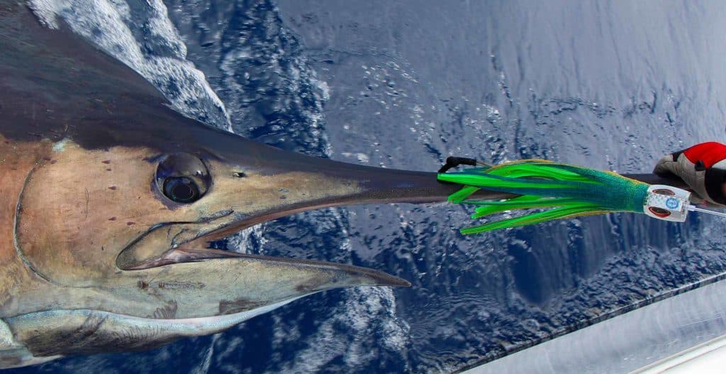 Gallagher says Ocean Fishing has mastered the technique of hooking marlin through the bill at the point where the lower jaw meets the upper jaw.