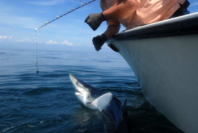 Thresher and blue shark frenzy off the coast of Maine