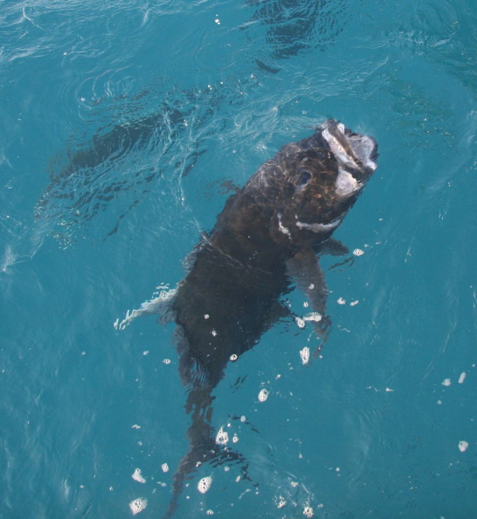 Fish Pictures from Australia