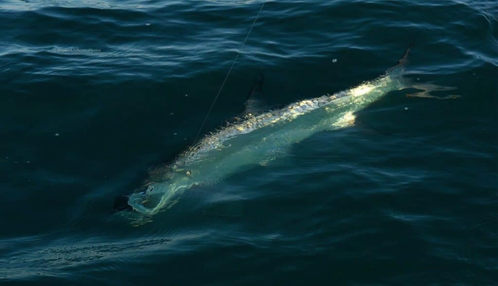 tarpon fishing