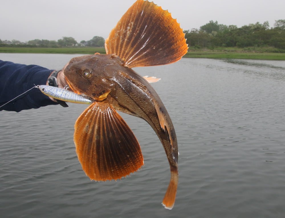 Popping for Bluefish on New York Flats