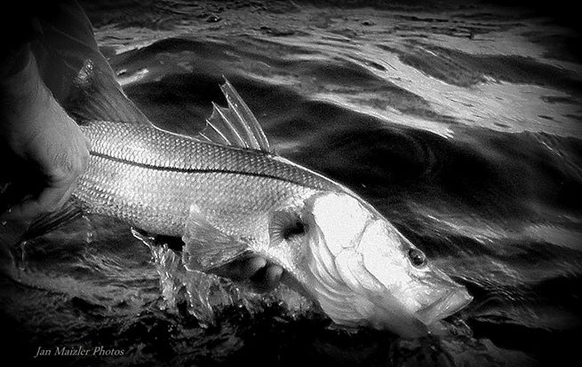 Snook Photo Punta Gorda Florida