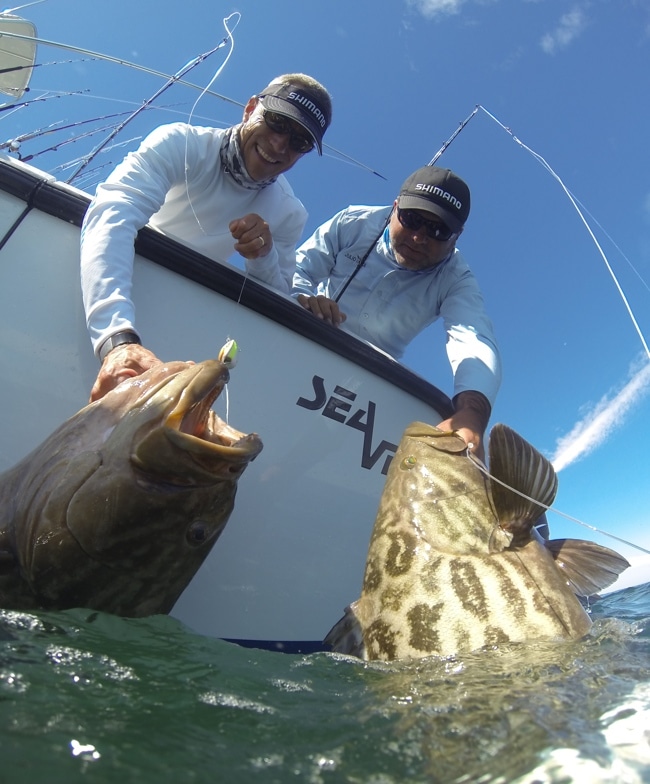 Two anglers releasing gulf grouper and broomtail