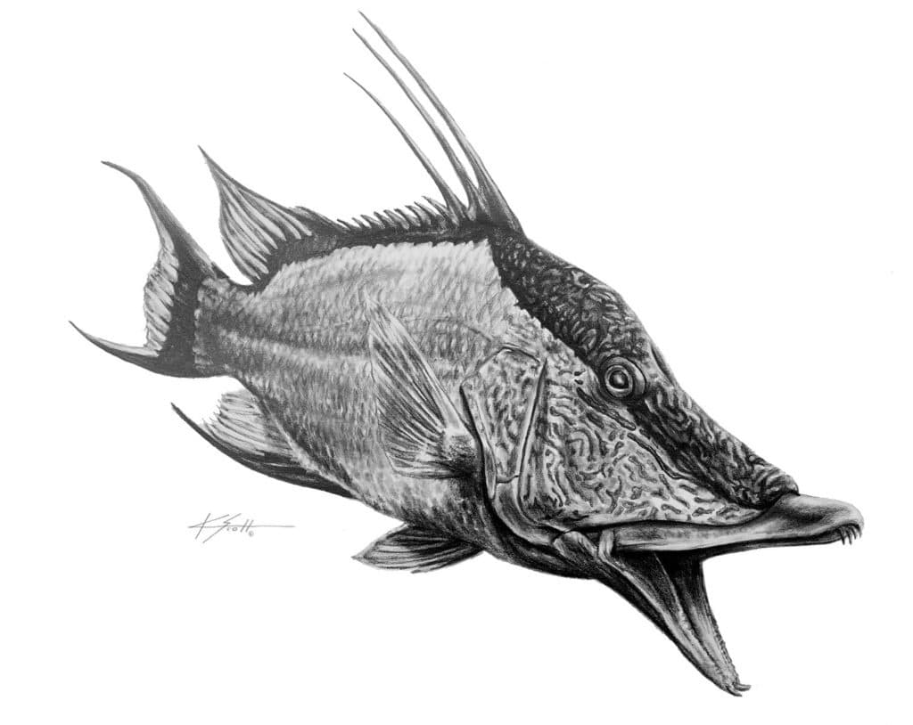 15 hogfish pencil.jpg