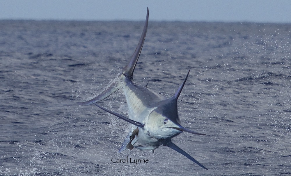 jumping blue marlin in Kona, Hawaii