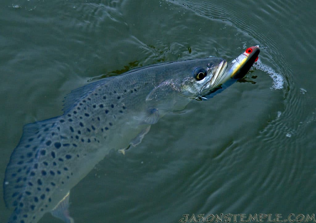 Charleston South Carolina seatrout caught fishing topwater plug lure