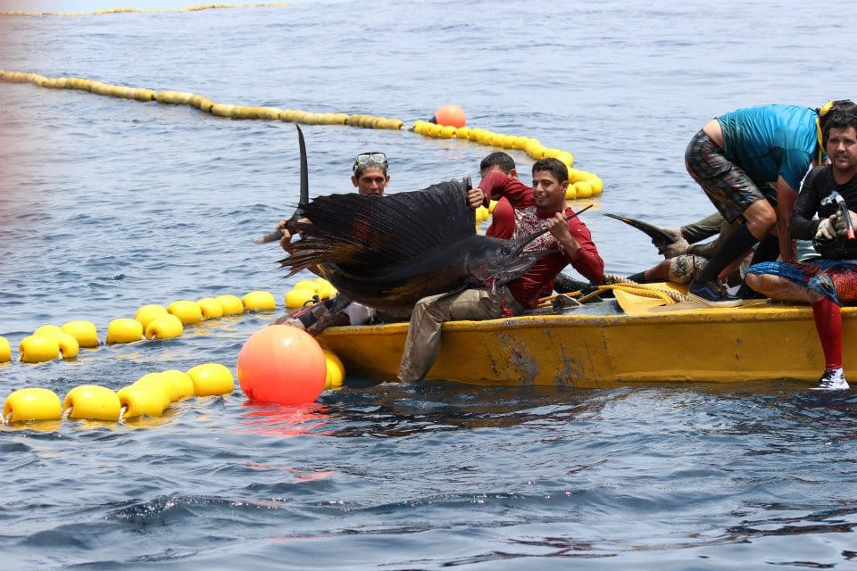 Sailfish caught in a purse-seine net off Costa Rica