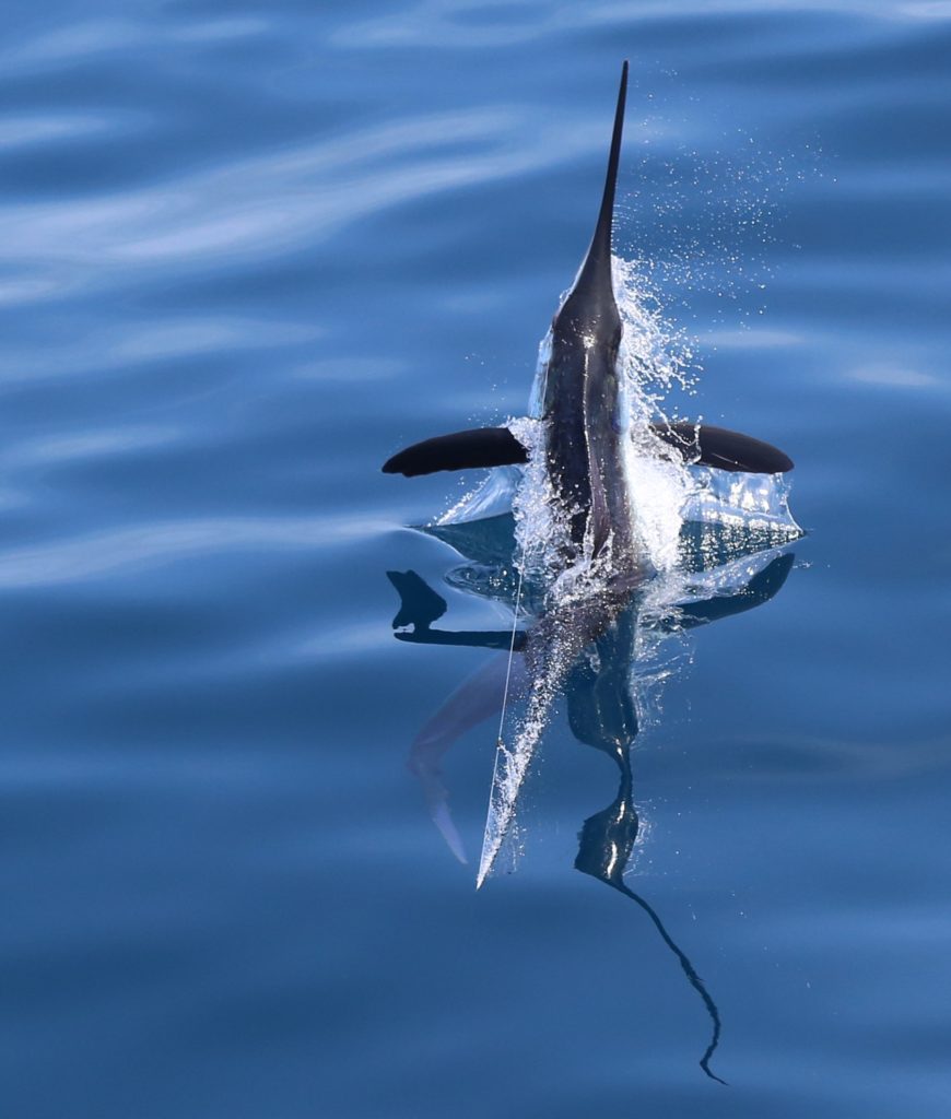 Billfish Action off Angola - a marlin