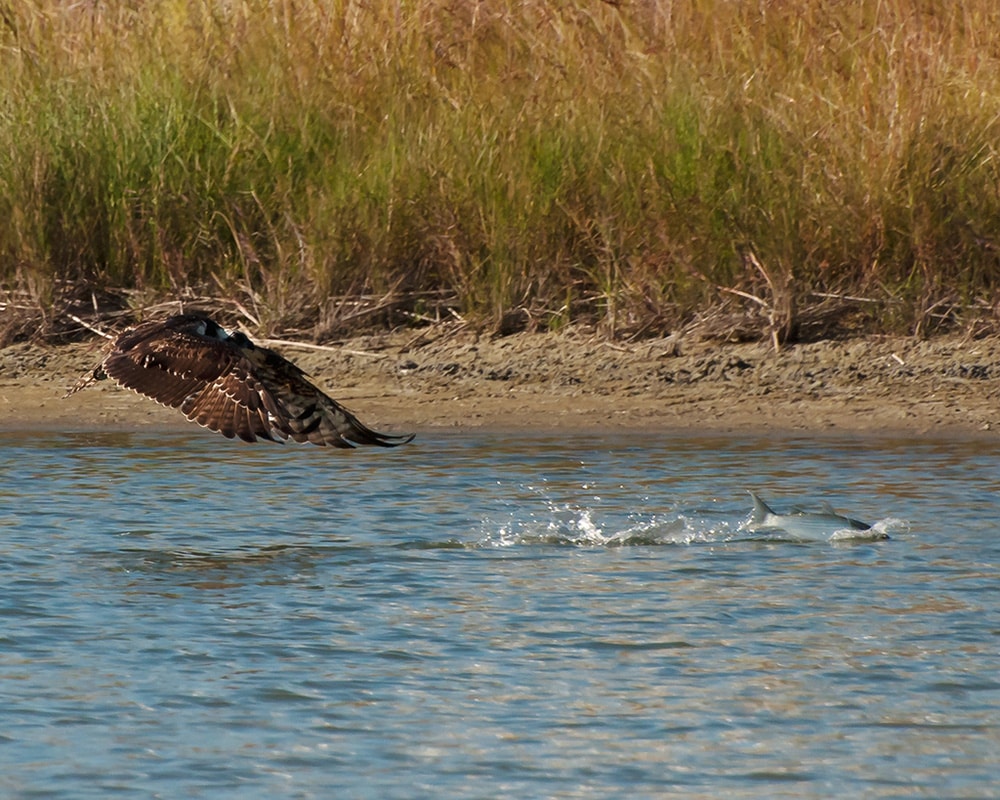 Osprey Fishing Photo