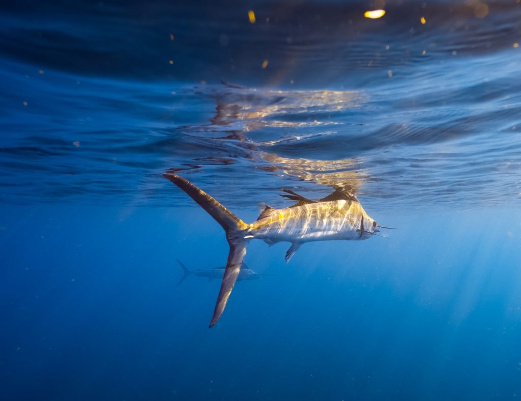 Underwater world of Florida Game Fish -- sailfish