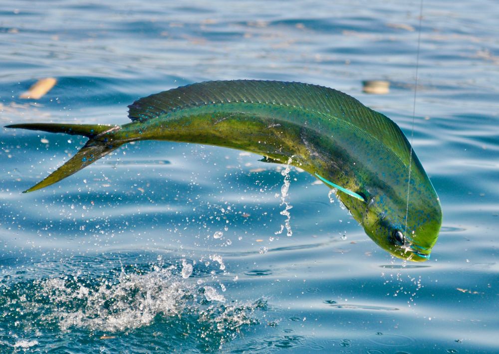 jumping mahi