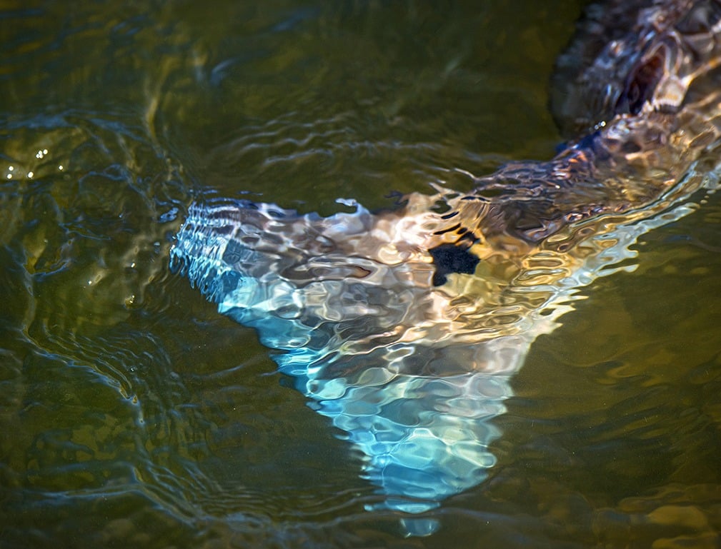 Underwater blue-tailed redfish caught fishing South Carolina