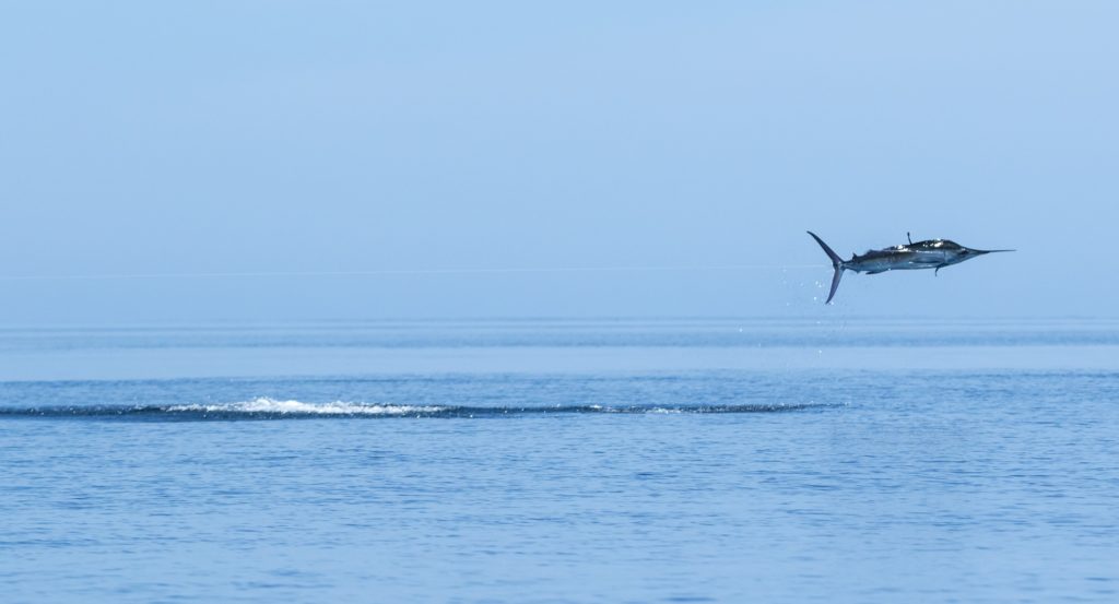 jumping striped marlin caught saltwater kayak fishing Baja's central Sea of Cortez near Loreto